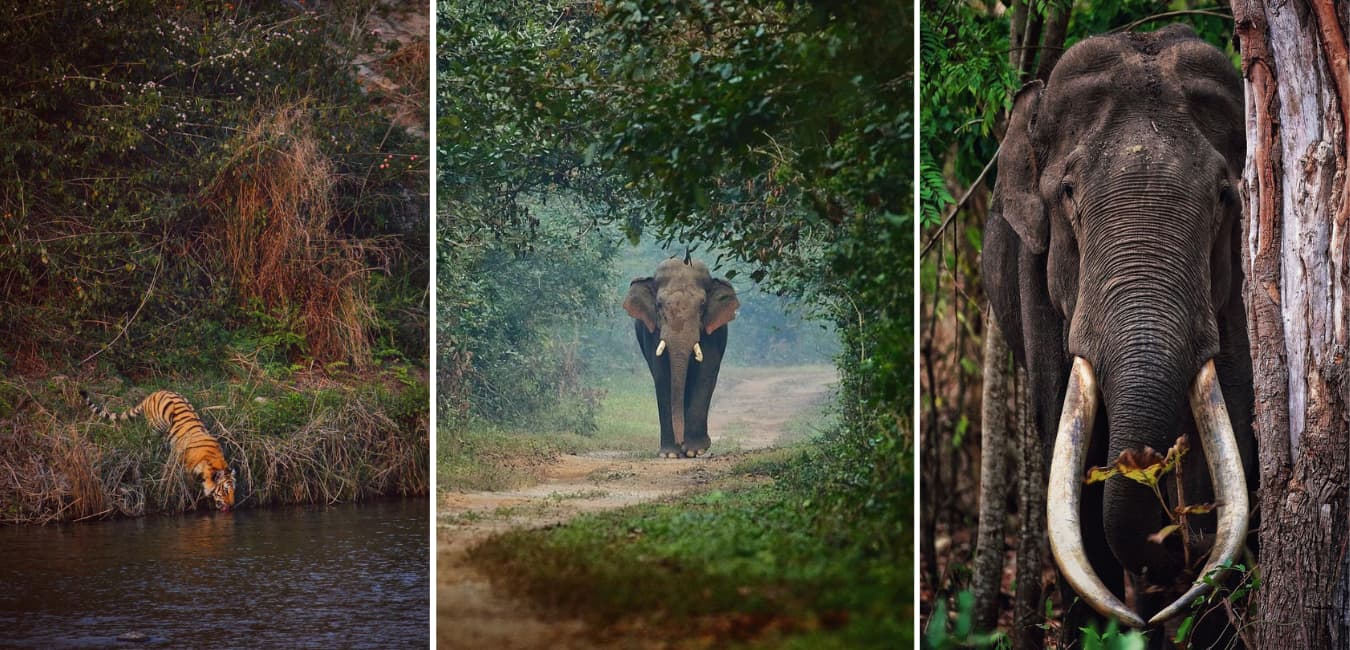 Travel Agent in Andaman, Travel Agent in Port Blair